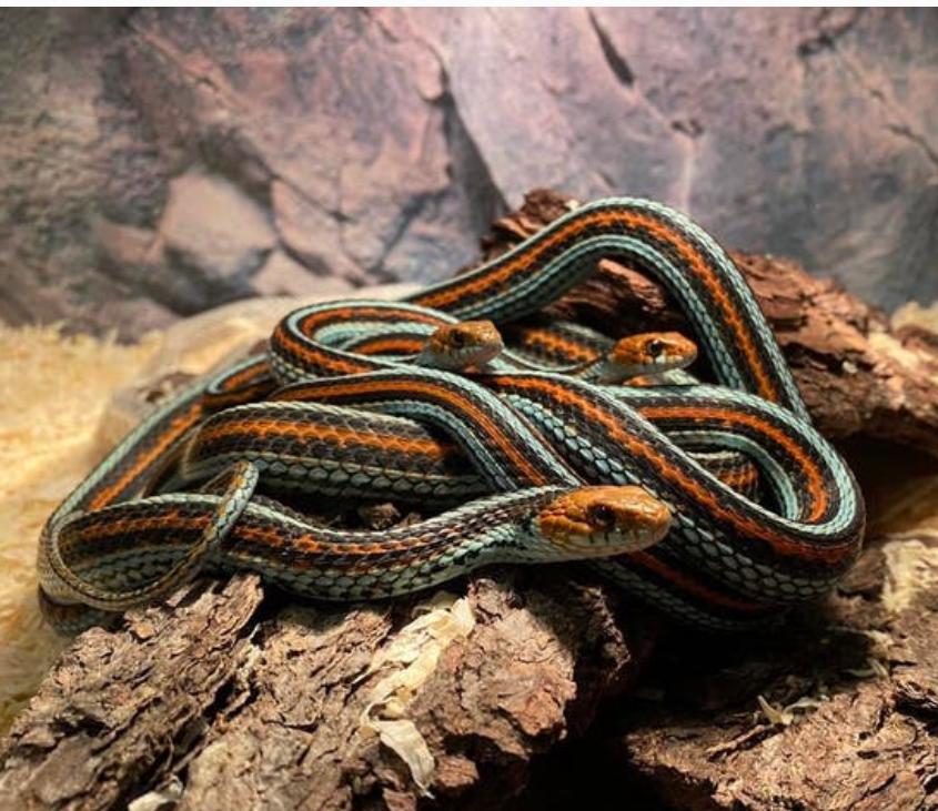 Op zoek naar Thamnophis s. tetrataenia, infernalis, Natrix, Dieren en Toebehoren