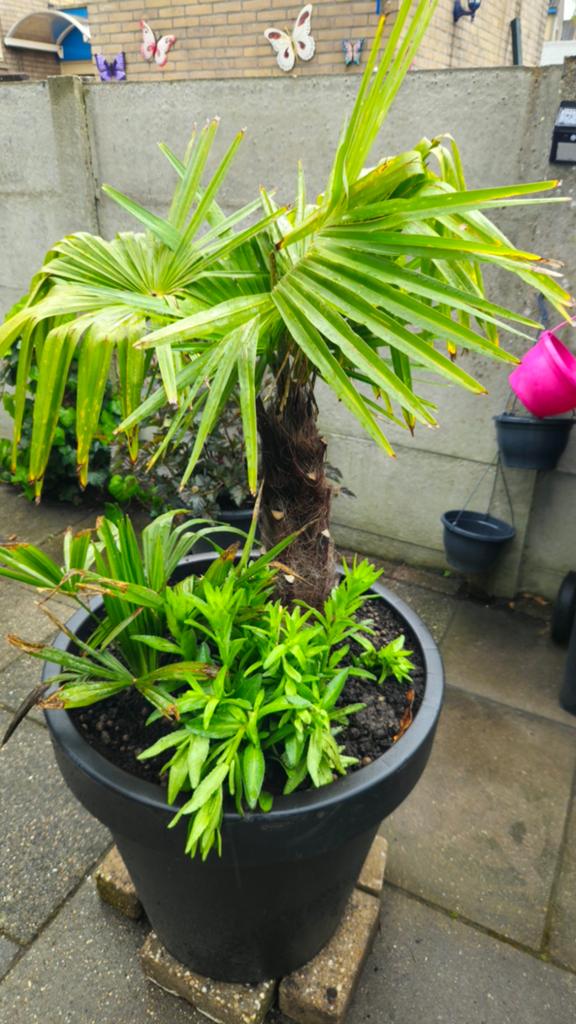 Palm plant, Ophalen, Kunststof, Overige typen