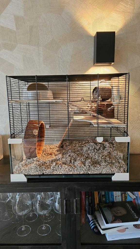 Hamster Chinese Dwerghamster, Dieren en Toebehoren, Knaagdieren, Hamster, Vrouwelijk, Tam, Oktober