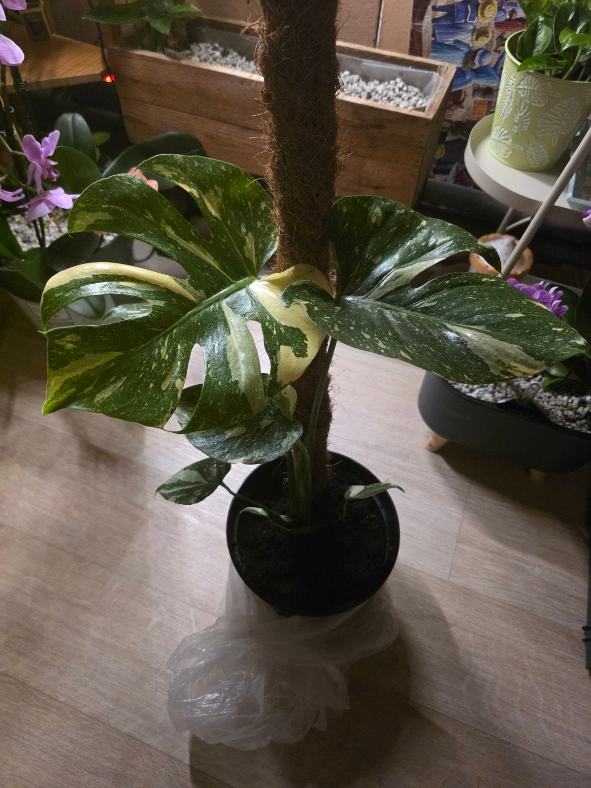Monstera thai constellation, Huis en Inrichting, Ophalen, Overige soorten, Halfschaduw, In pot
