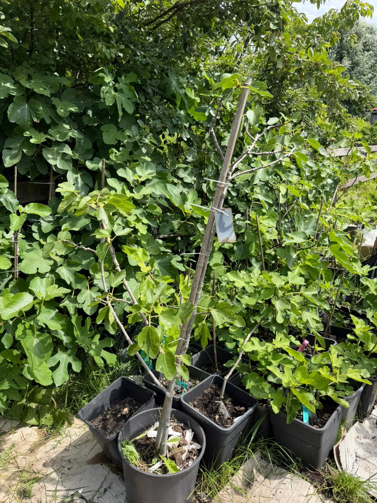 Vijgenboom met gele vijgen ras is onbekend, Ophalen, Lente, Volle zon, In pot