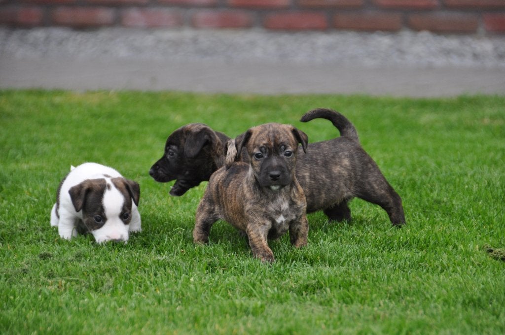 Lieve laagbenige brindle en bonte Jack Russel pups, Jack Russell Terriër, CDV (hondenziekte), 8 tot 15 weken, Meerdere