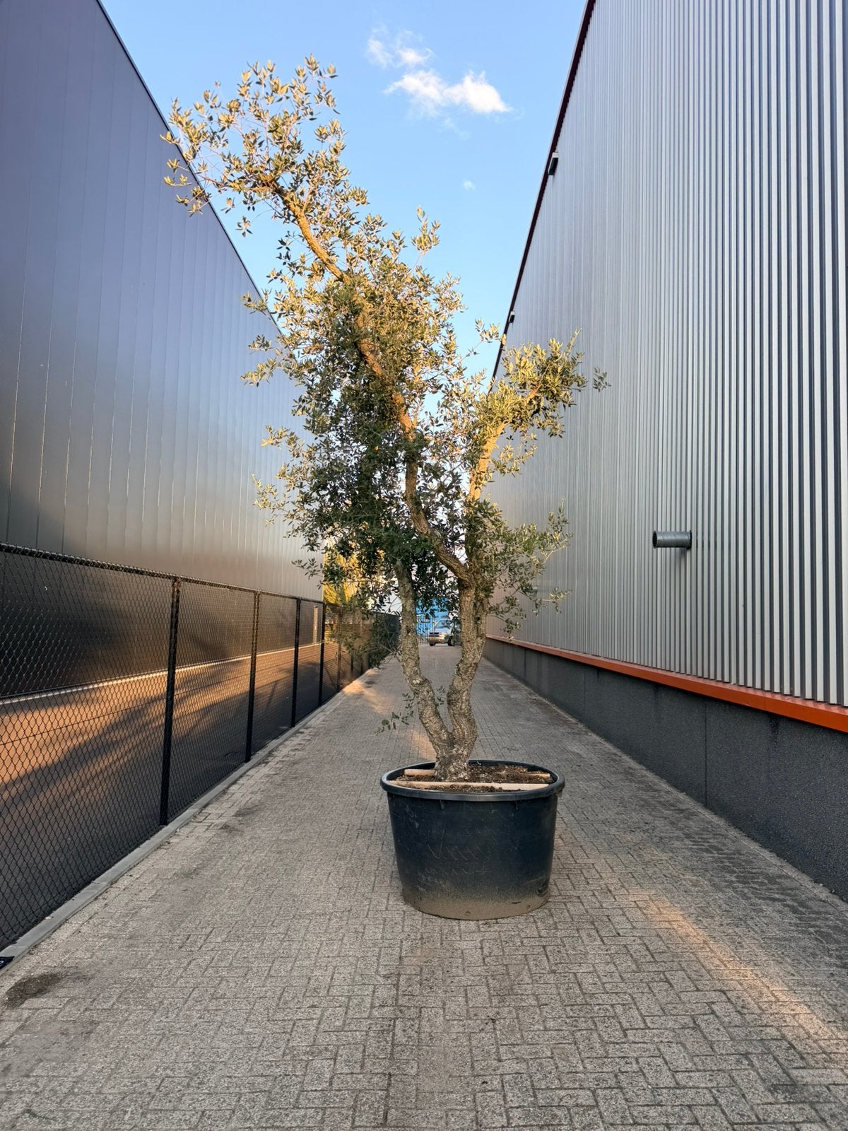 Onwijs mooie dubbelstammige kurkeik, Tuin en Terras, Overige soorten, Zomer, 400 cm of meer, Ophalen