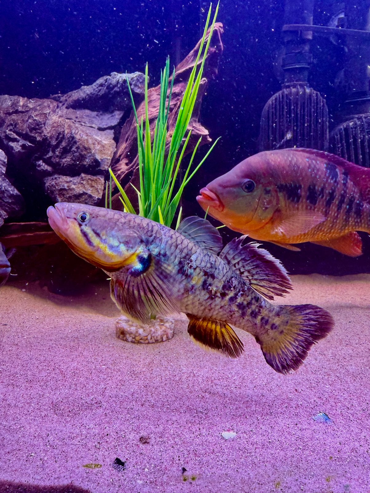 Magic goby, Vis
