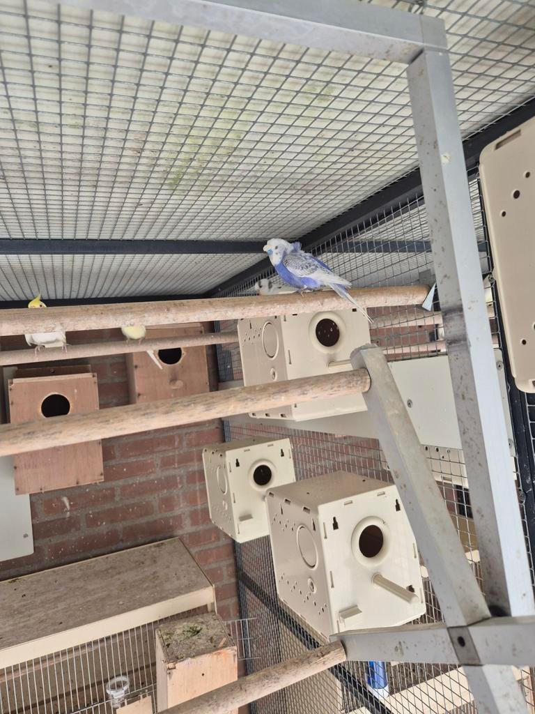 Heb nog harmogo grasparkiet, Dieren en Toebehoren, Mannelijk, Parkiet, Geringd