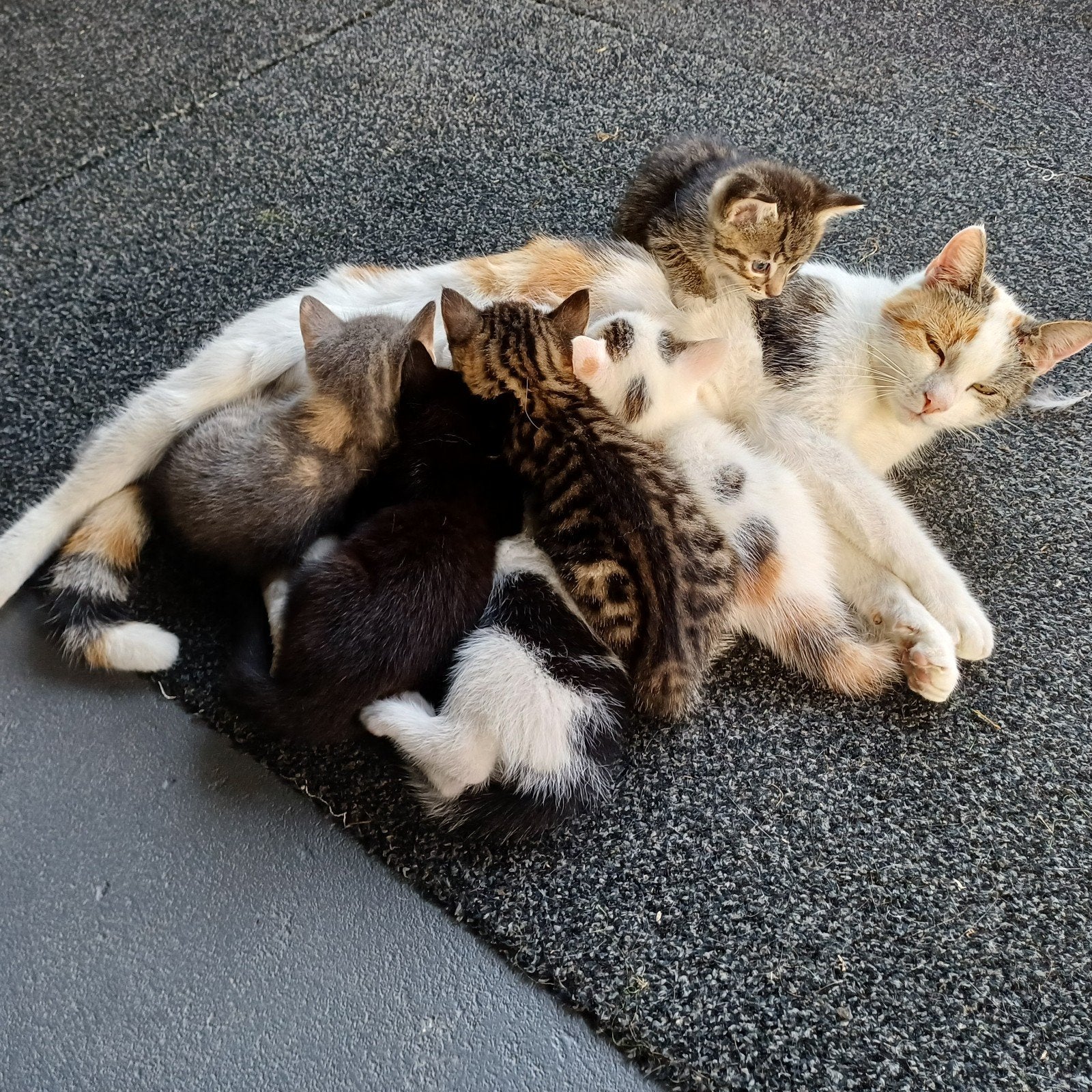6 lieve kittens te koop, Kortharig, 0 tot 2 jaar