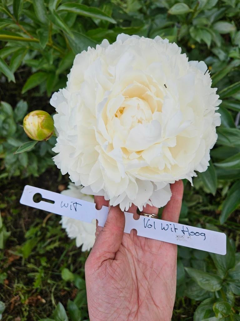 Onbespoten pioenrozen voor moederdag, Tuin en Terras, Planten | Tuinplanten, Ophalen, Vaste plant, Overige soorten, Volle zon