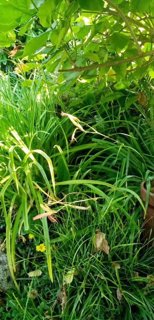 Vijvers, Tuin en Terras, Planten | Tuinplanten, Ophalen of Verzenden, Overige soorten, Volle zon