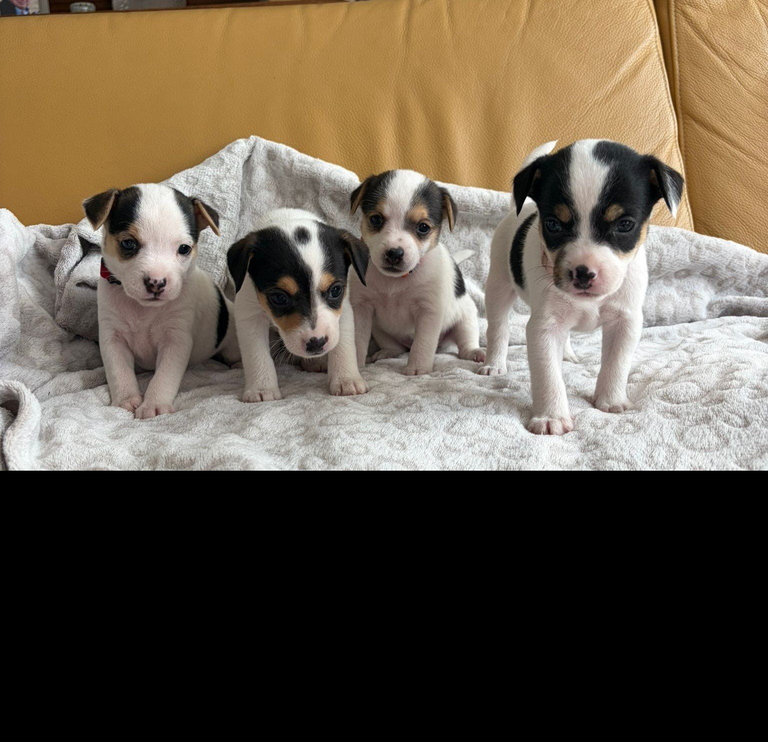 driekleurige boerenfox puppy's,nog 4 teefjes., Dieren en Toebehoren, Honden | Niet-rashonden, 8 tot 15 weken, Parvo, Meerdere