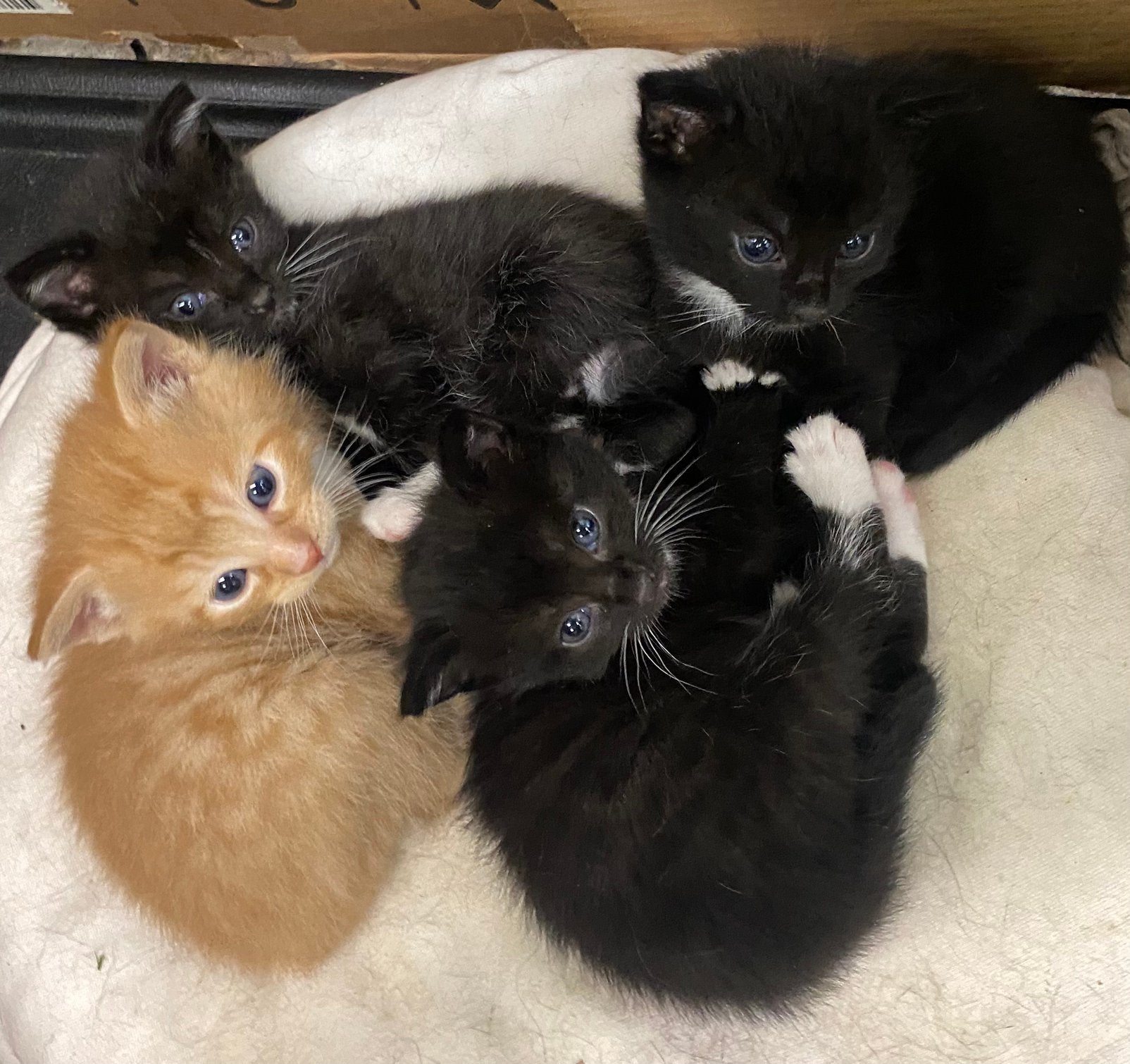 Kittens / poesjes, Dieren en Toebehoren, Katten en Kittens | Overige Katten, Poes, Kortharig, 0 tot 2 jaar