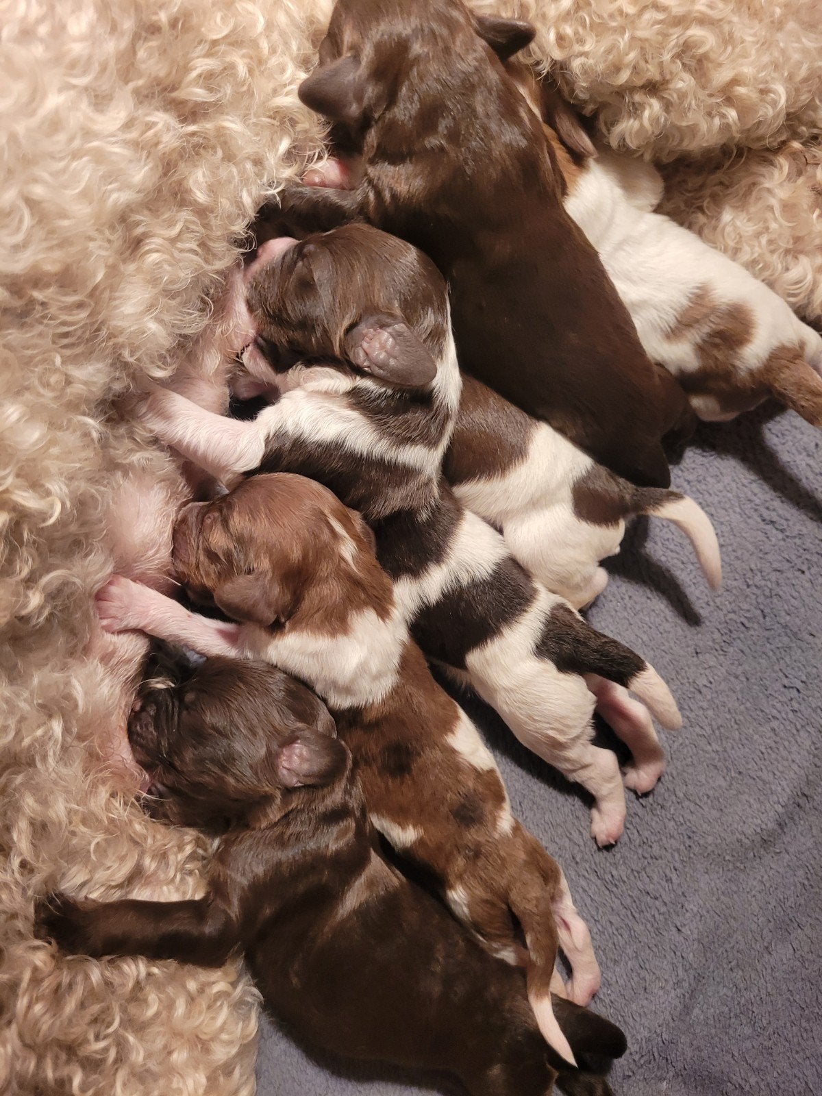 Mooie Cockapoo pups in choco tinten en merle, Dieren en Toebehoren, Nederland, Overige rassen, 8 tot 15 weken, Meerdere