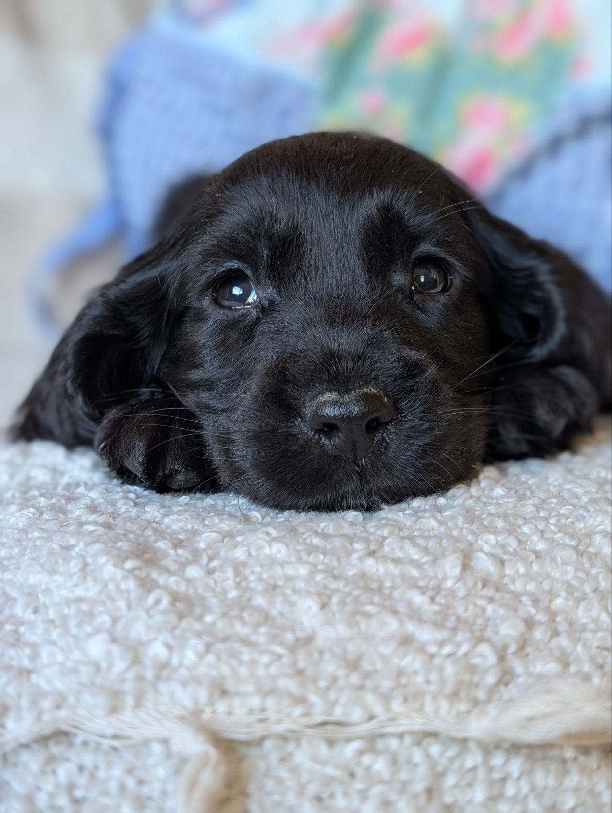 boomer x Engelse cockerspaniel pups, Overige rassen, 8 tot 15 weken, CDV (hondenziekte), Meerdere