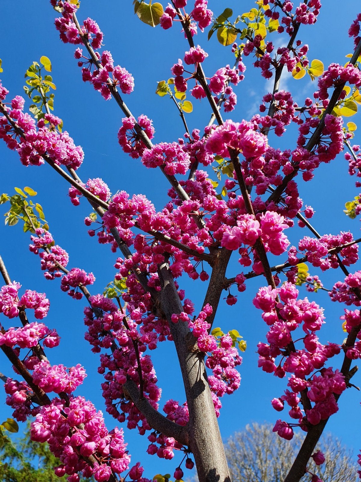 Cercis Pink Pom Pom / Judasboom / nieuw ‼️‼️, Lente, 400 cm of meer, Ophalen, Volle zon