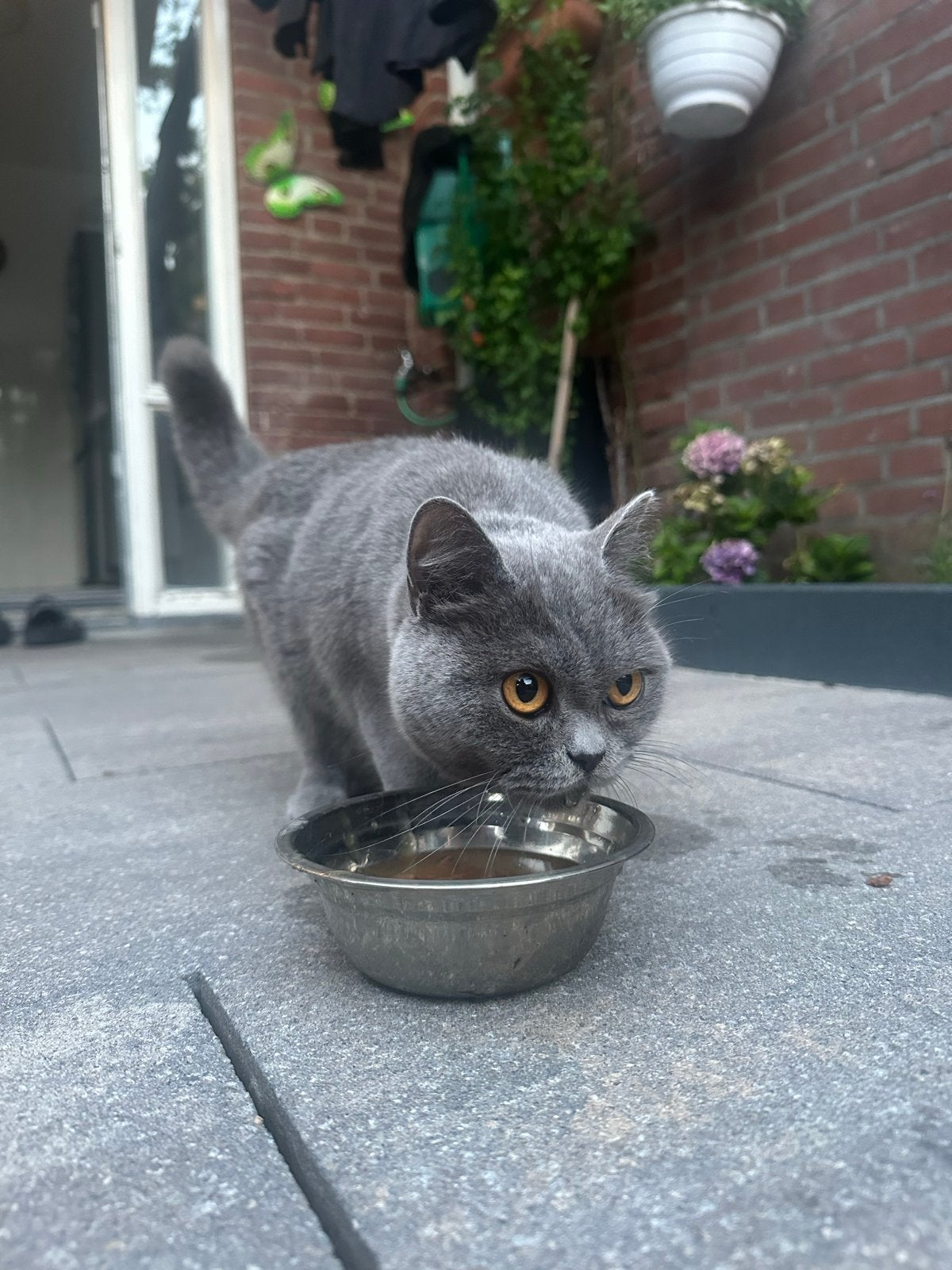 Britse korthaar 3 jaar oud, Poes