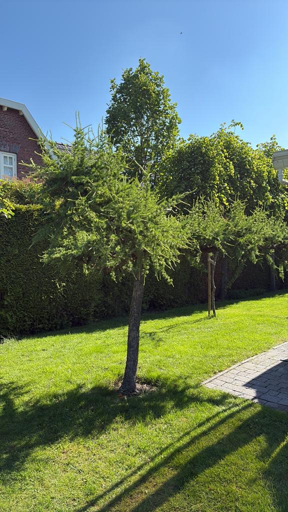 Boom gratis af te halen!, Overige soorten, Lente, 100 tot 250 cm, Ophalen