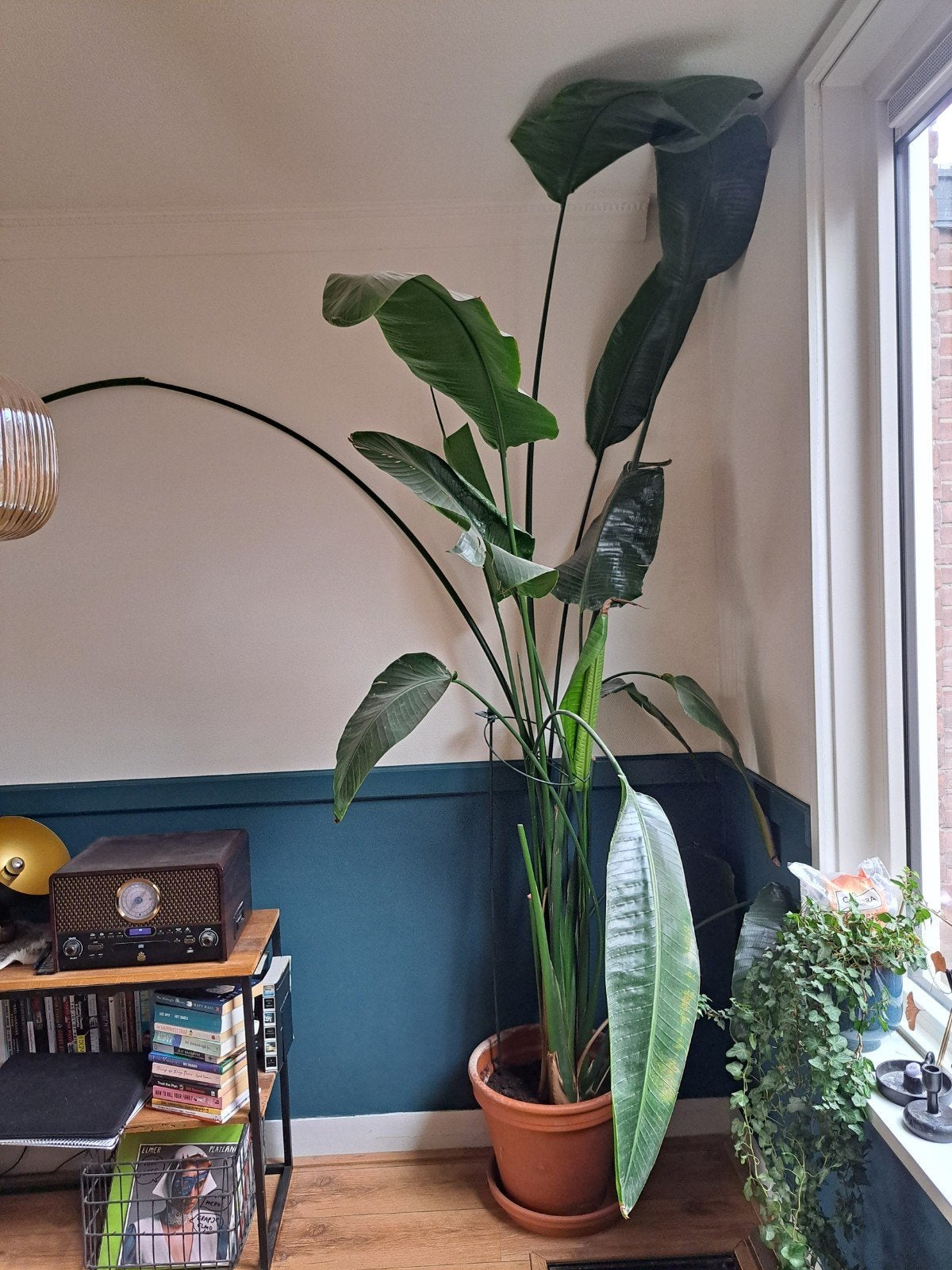 Grote Strelitzia (Paradijsvogelplant) van 2.70m met pot, Huis en Inrichting, Ophalen, 200 cm of meer, Halfschaduw, In pot