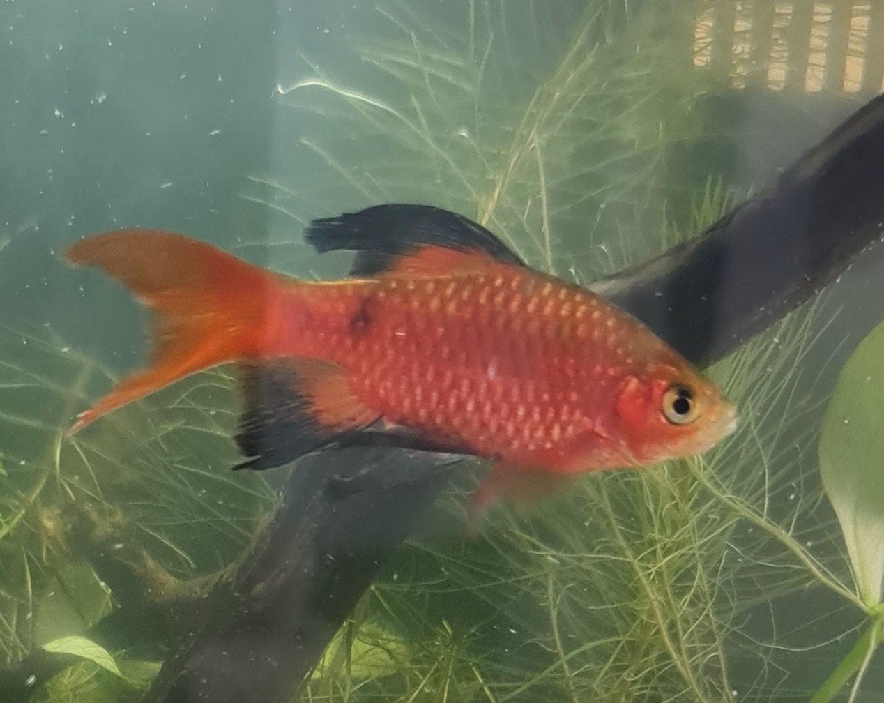 Gratis 4 Rosébarbeel, Dieren en Toebehoren, Vissen | Aquariumvissen, Vis, Zoetwatervis