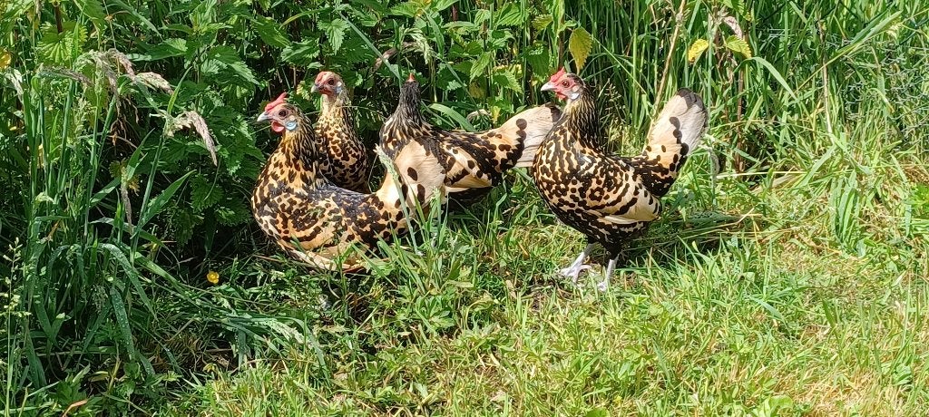 Hollandse hoen krielen, Dieren en Toebehoren, Pluimvee, Vrouwelijk, Kip