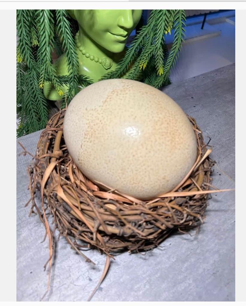 Groot Vogelnest met Struisvogelei - Decoratief, Verzamelen, Dierenverzamelingen, Ophalen of Verzenden, Nieuw, Overige soorten
