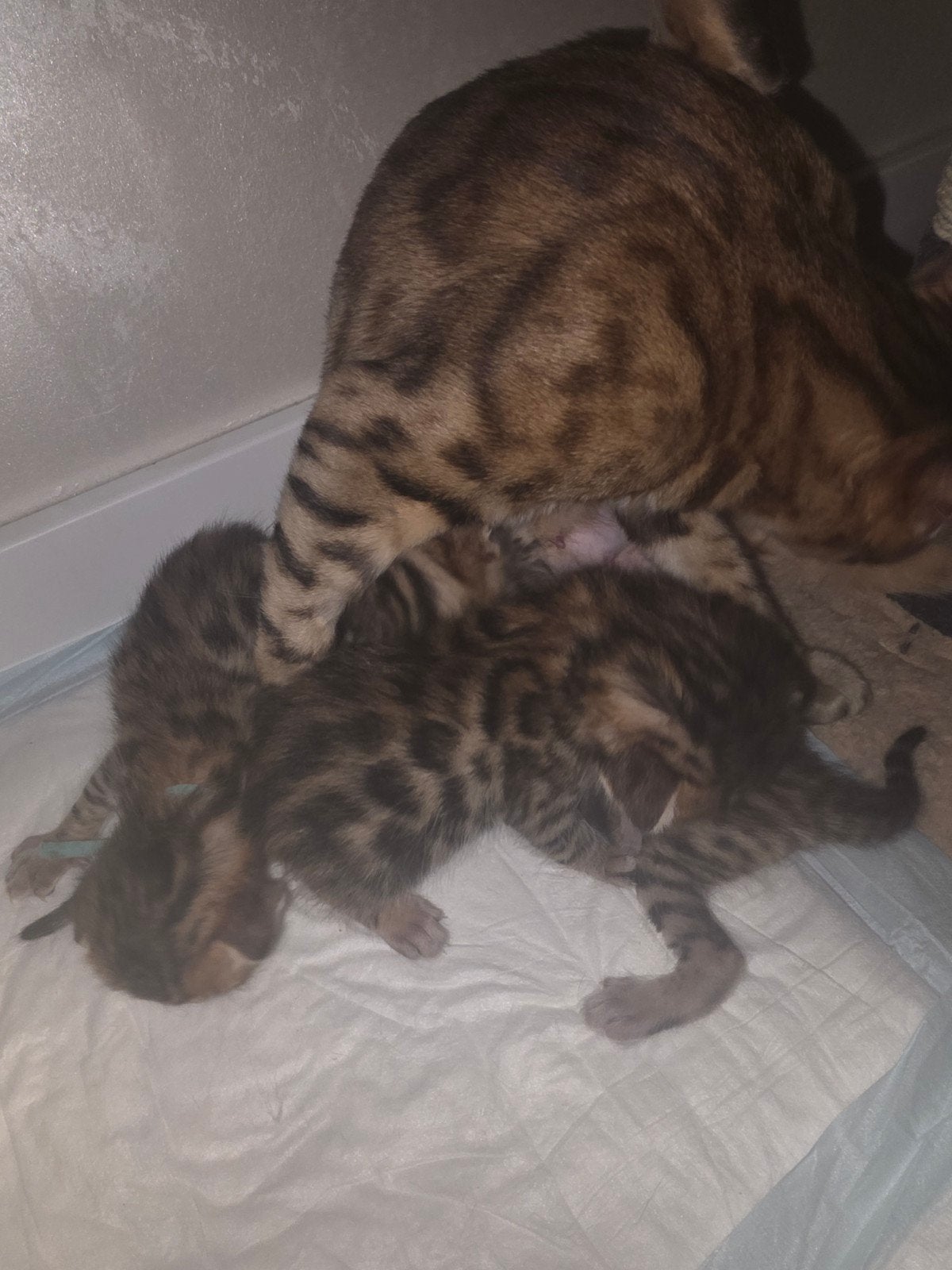 Prachtige Bengaalse kitten te koop