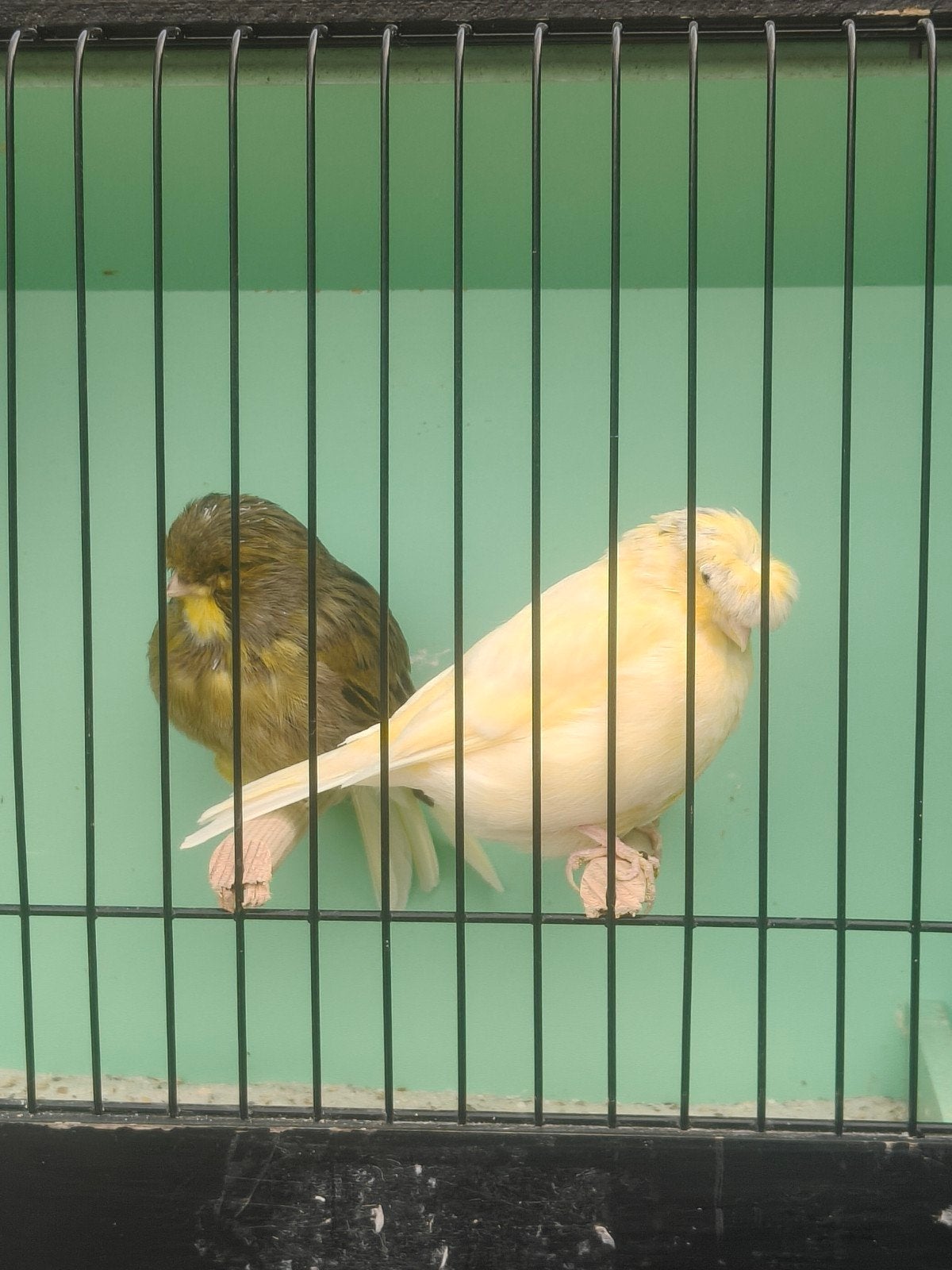 couple gloster canary, Meerdere dieren, Postuurkanarie