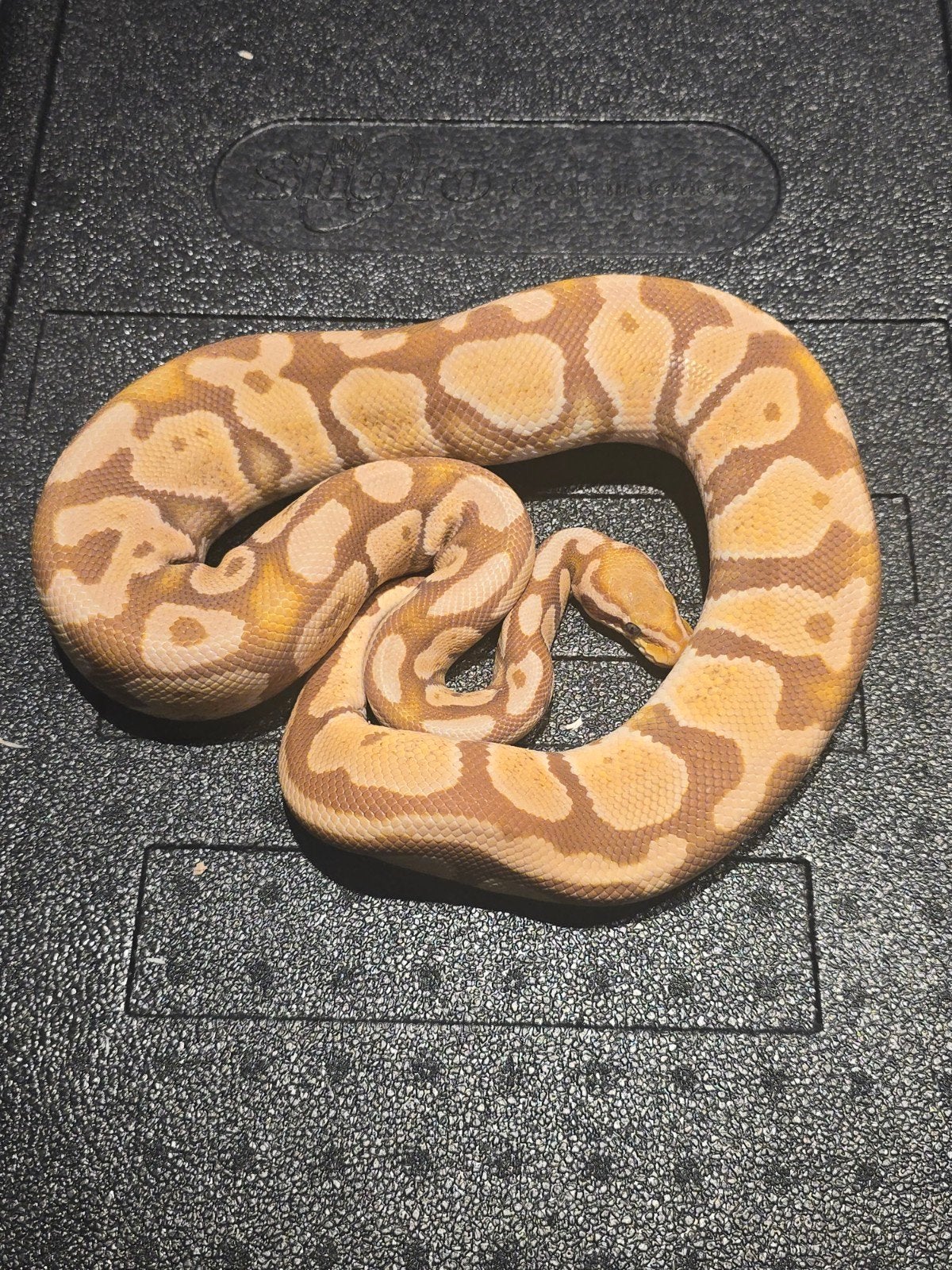 0.1 pastel ultramel 66% TH cryptic dg pied Ball Python - female for sale from martijn
