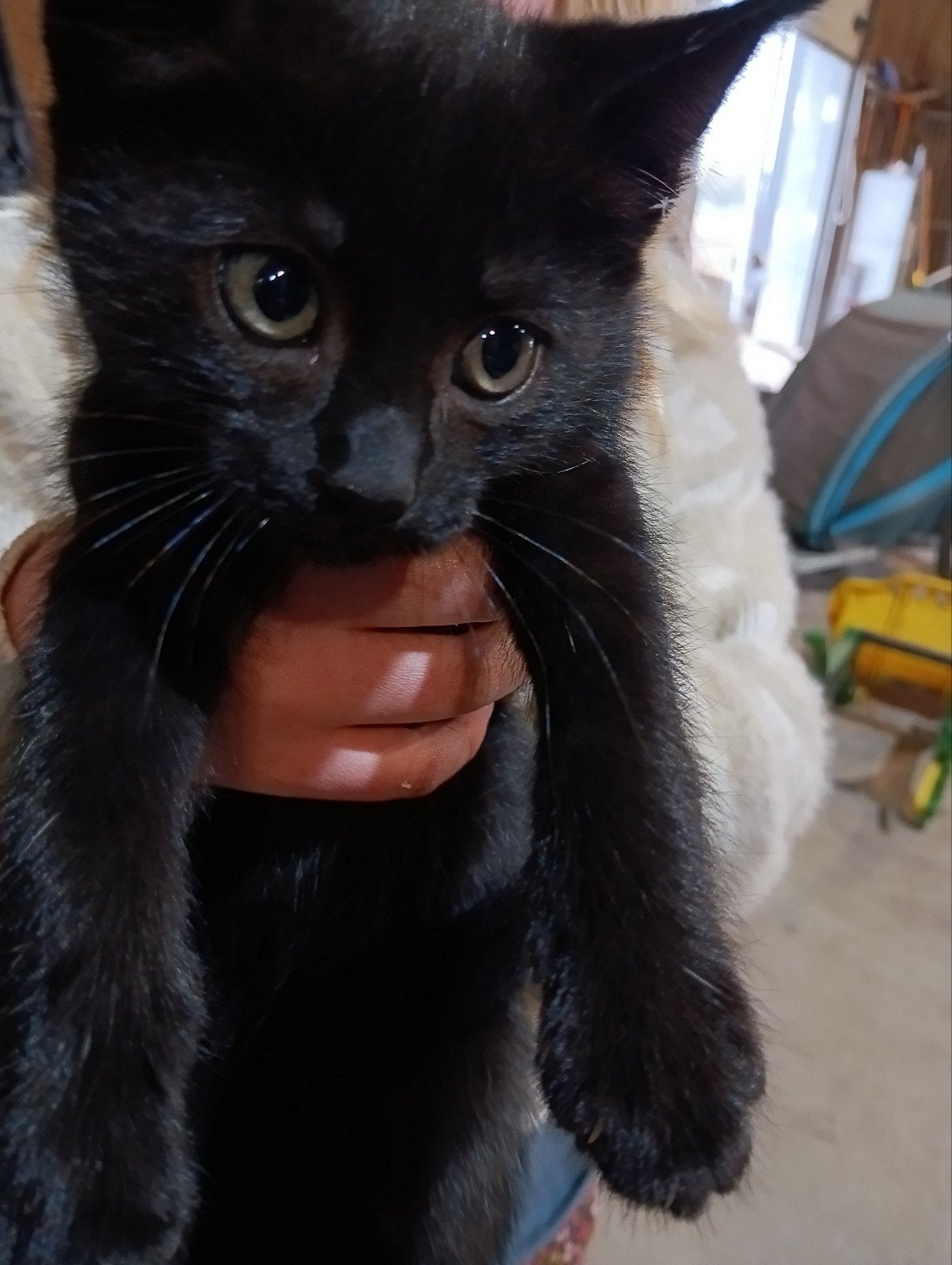 kittens, Meerdere dieren