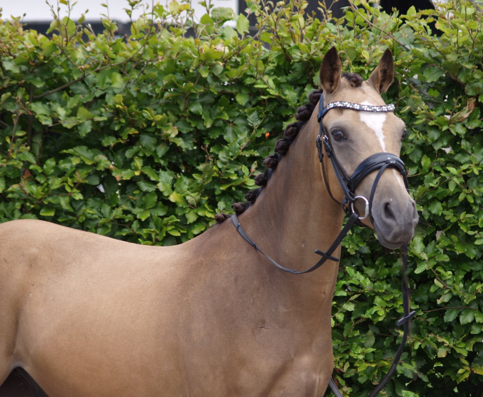 Chique 3 jarige valk D-pony ruin van Don Cremello du Bois, Gechipt, Ruin, Dressuurpony, Zadelmak