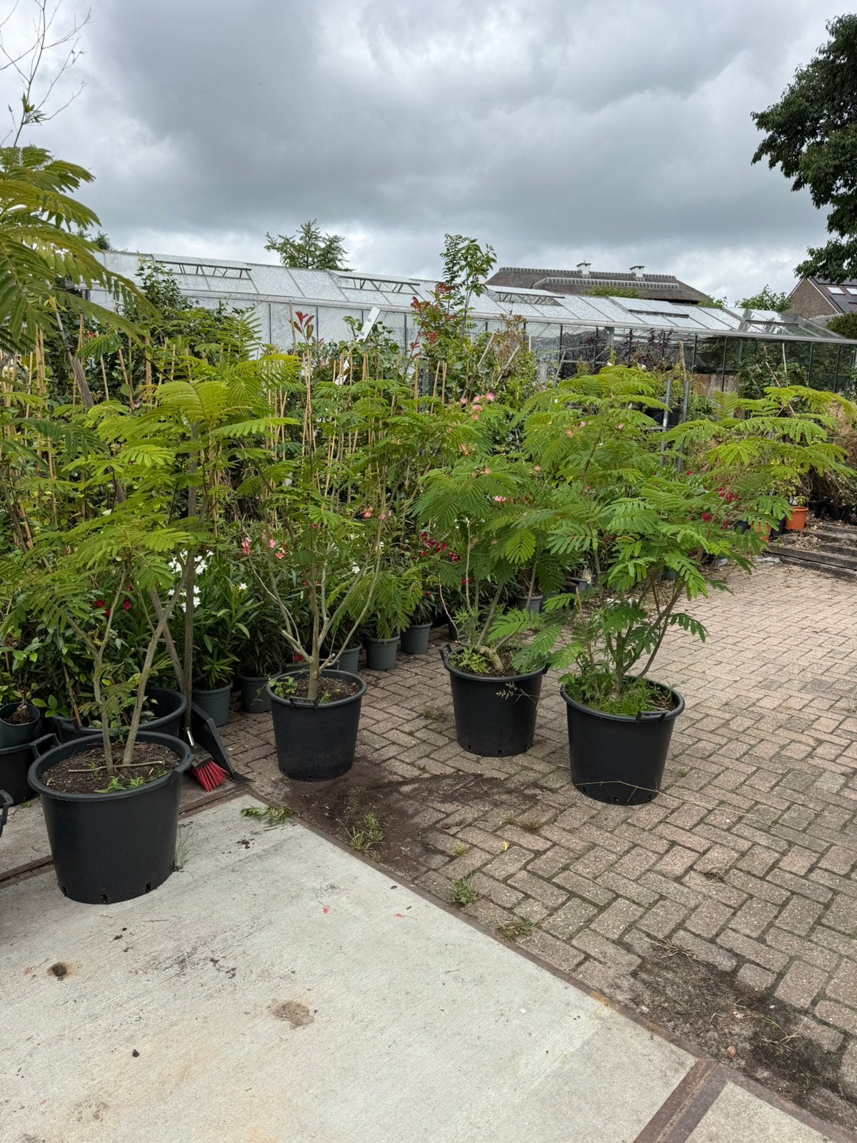 Slaapbomen meerstammig extra aanbieding kan gewoon niet39,95, Volle zon, Vaste plant, Zomer, Ophalen