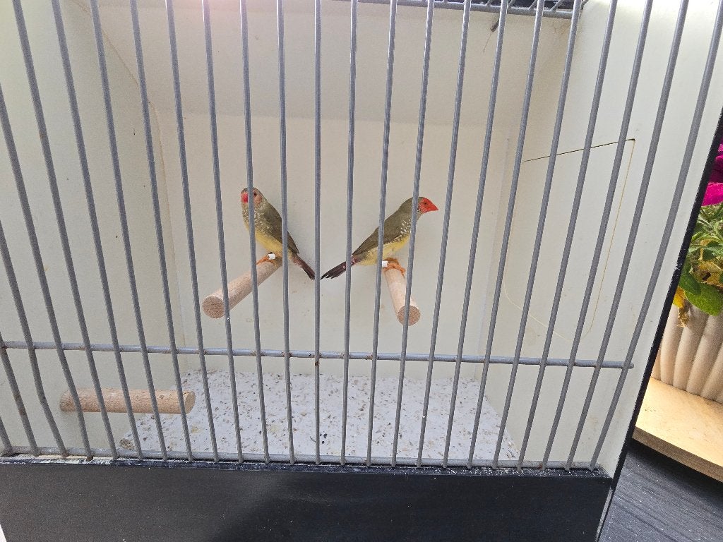 Binsenastrildes, Dieren en Toebehoren, Mannelijk, Tropenvogel
