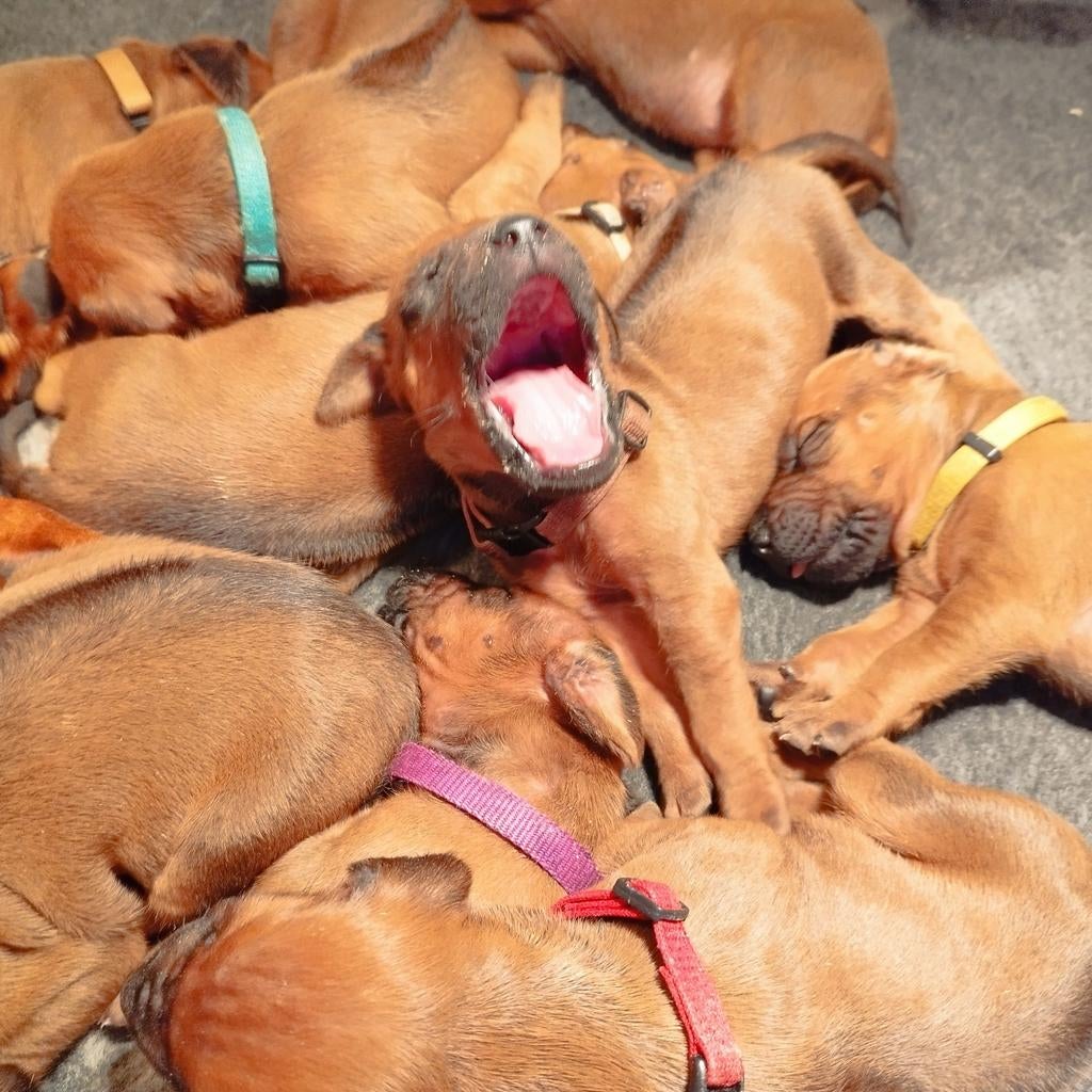 Rhodesian Ridgeback pups met FCI stamboom, Parvo, Overige rassen, 8 tot 15 weken, Meerdere