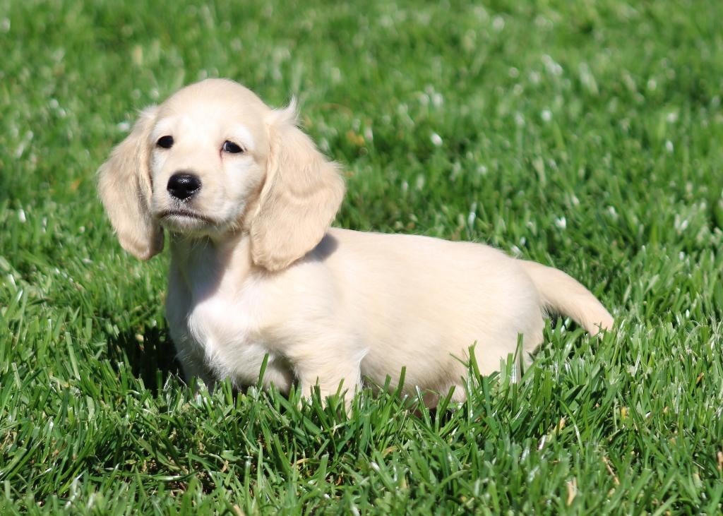Teckel pups Cream , Blond, Parvo, België, 8 tot 15 weken, Dwerg