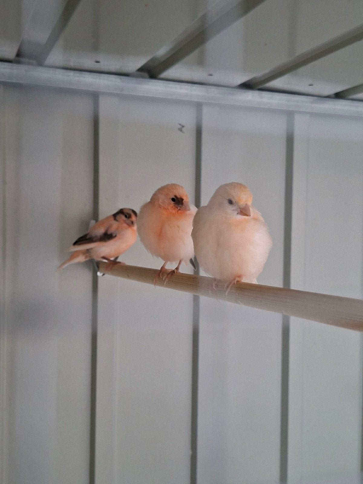 Jonge kanaries te koop, Dieren en Toebehoren, Vogels | Kanaries, Geslacht onbekend, Kleurkanarie