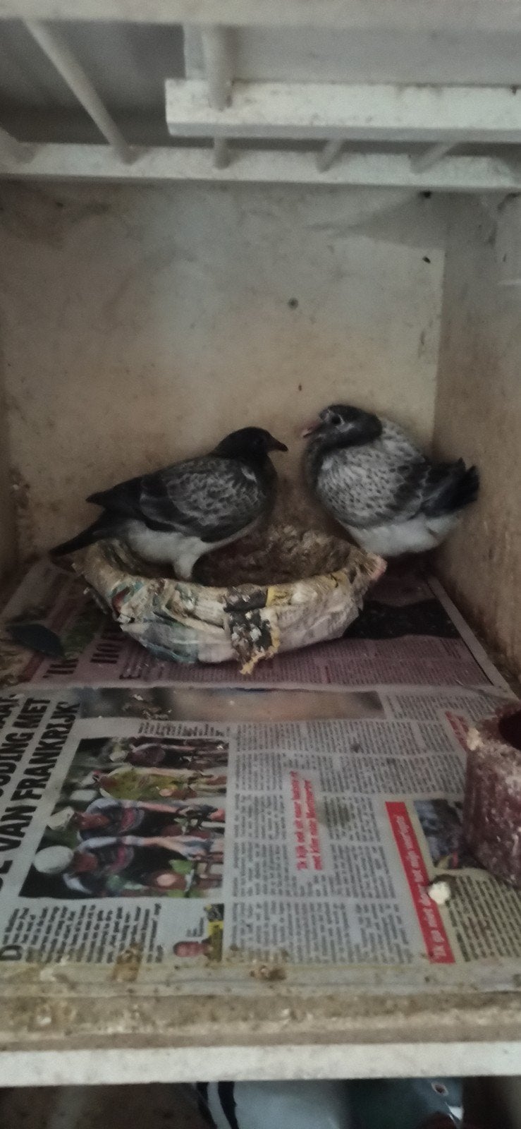Postduiven jongeduiven, Dieren en Toebehoren, Vogels | Duiven, Meerdere dieren, Postduif