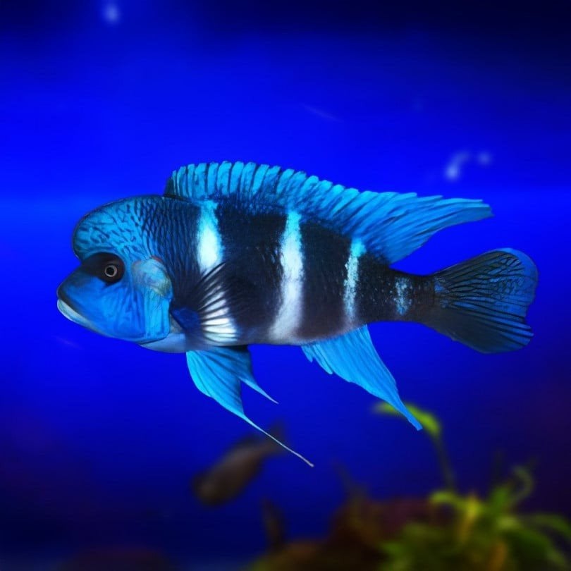 Frontosa blue mpimbwe, Dieren en Toebehoren, Vis