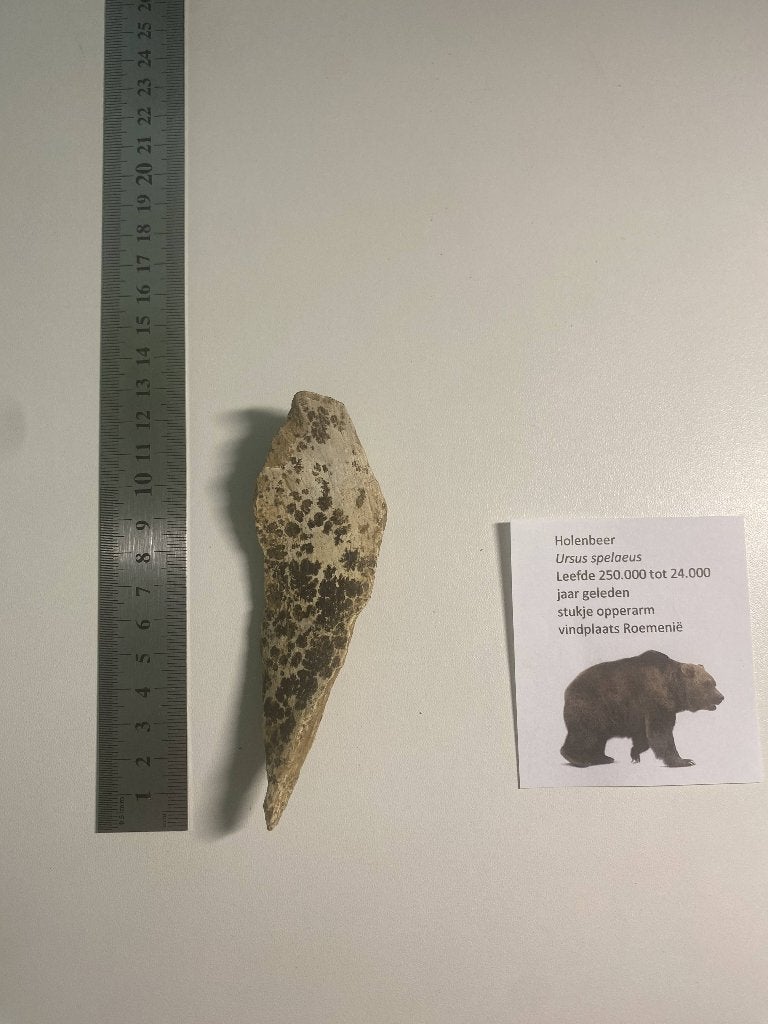stukje opperarm Holenbeer, Ophalen of Verzenden, Fossiel