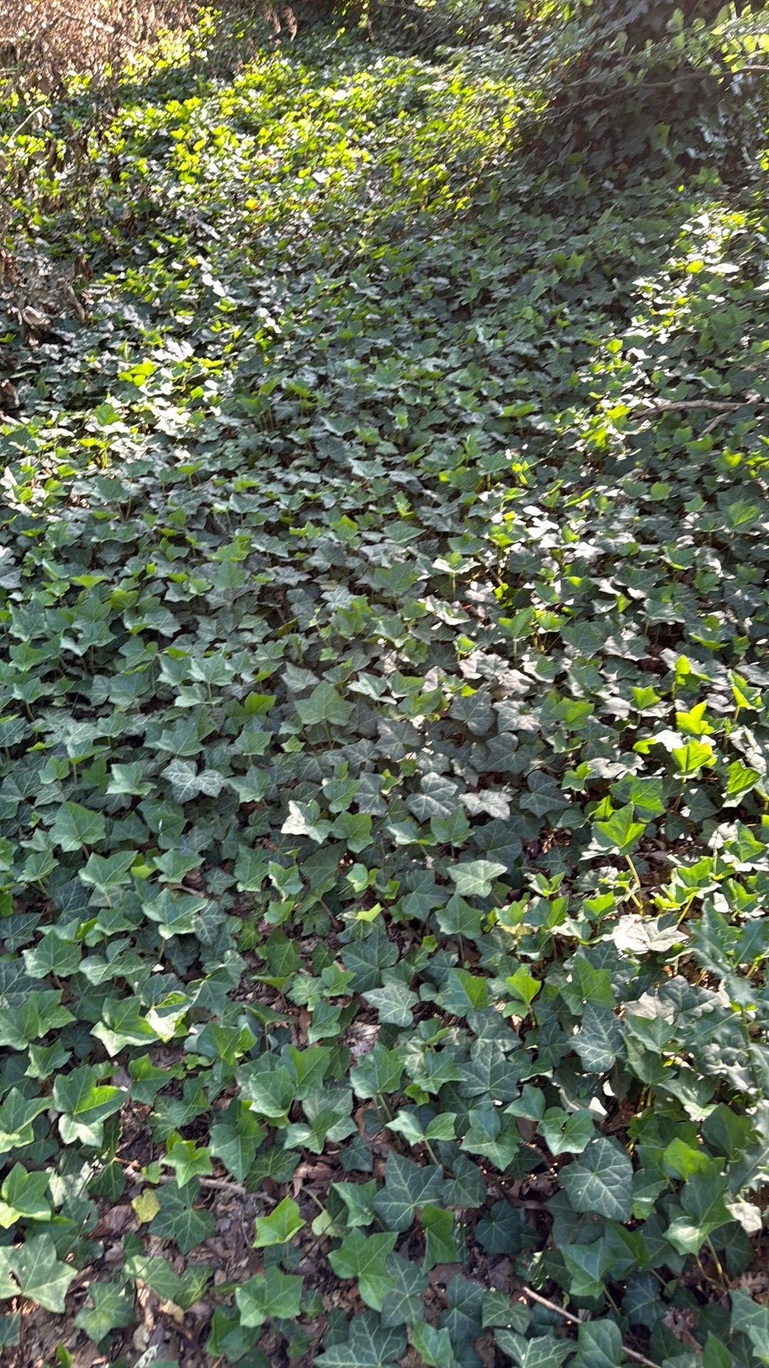 Hedera, gratis, Tuin en Terras, Planten | Tuinplanten, Ophalen, Bloeit niet, Vaste plant, Klimplanten