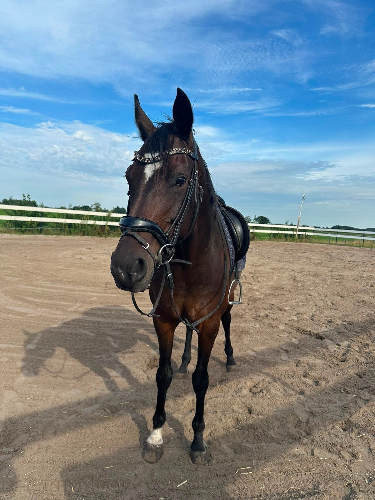 Super leuk familie/sport/recreatie paardje!!😍🐎, Dieren en Toebehoren, Paarden, Dressuurpaard, L, 160 tot 165 cm, 11 jaar of ouder