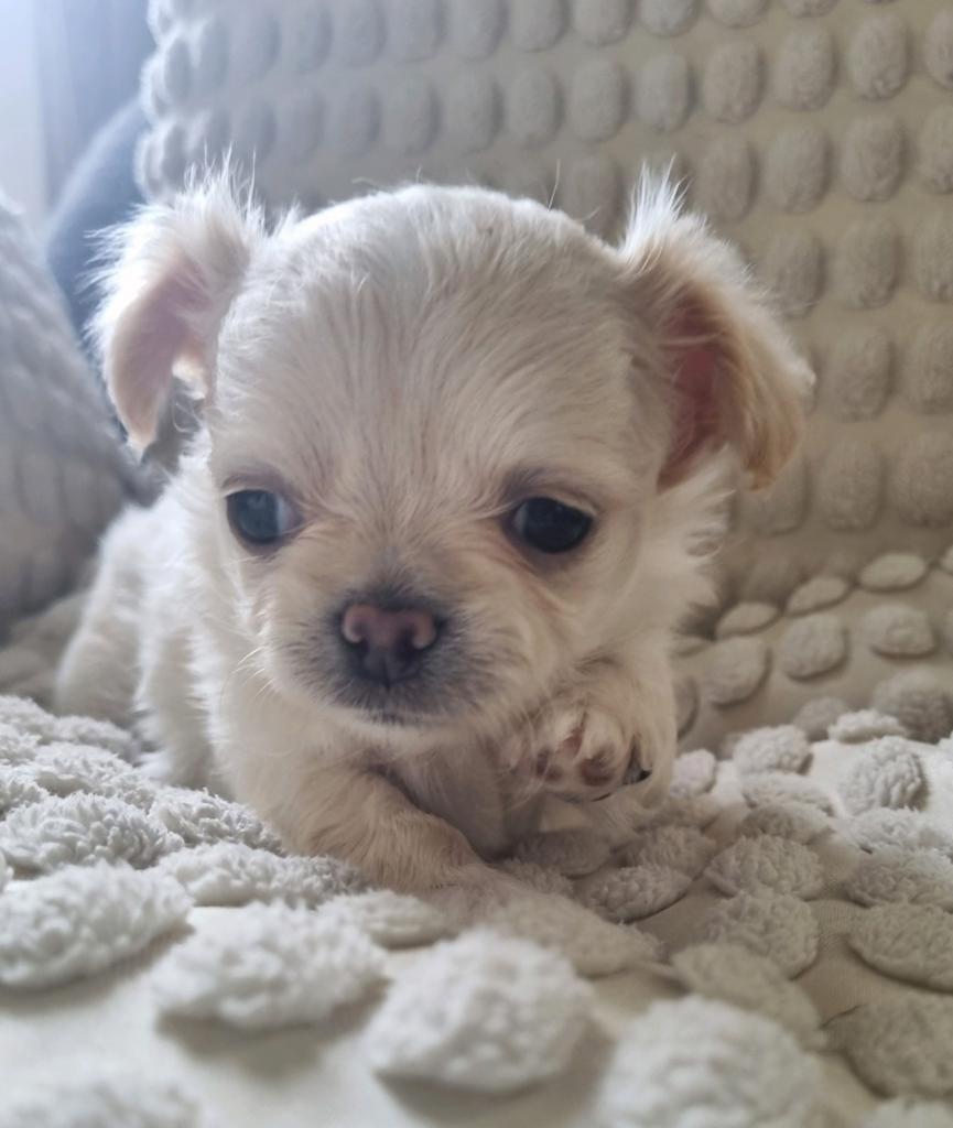 Langhaar chihuahua pupje beschikbaar, Reu, 8 tot 15 weken, Meerdere, Chihuahua