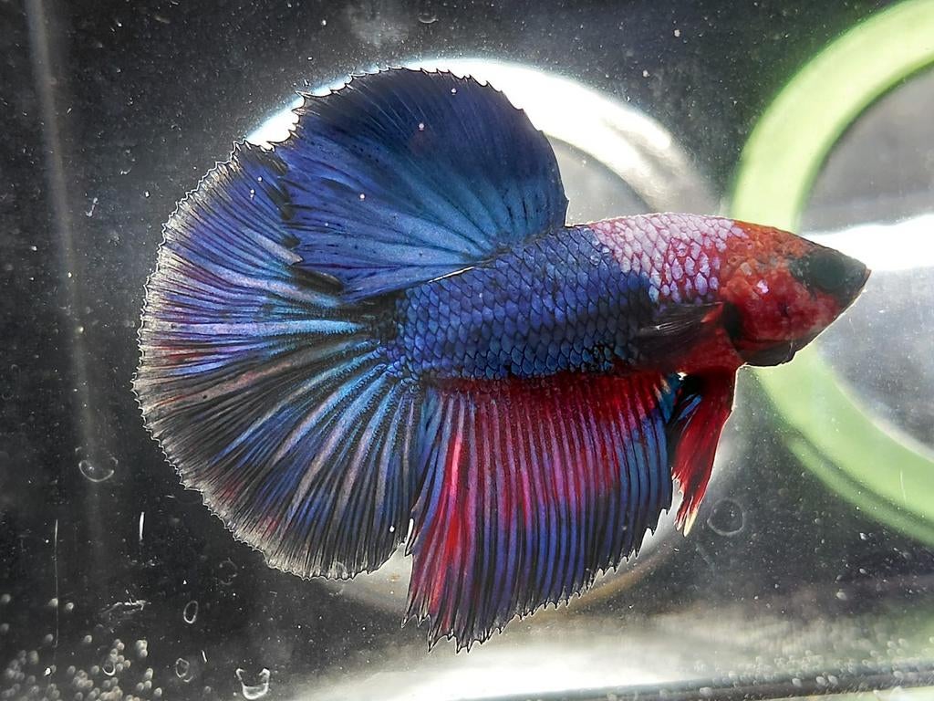 Halfmoon betta man, Dieren en Toebehoren