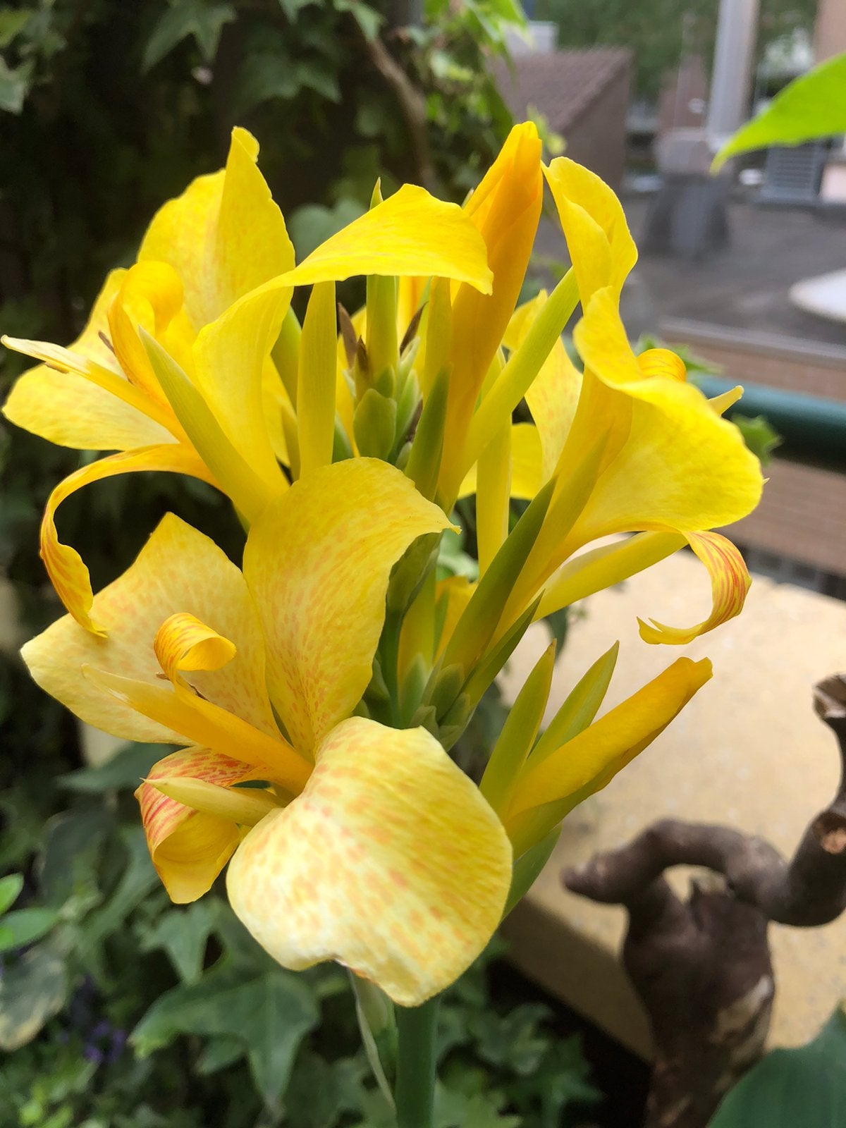 CANNA. Plant GEEL.inc pot €. 9,50, Ophalen, Overige soorten, Volle zon