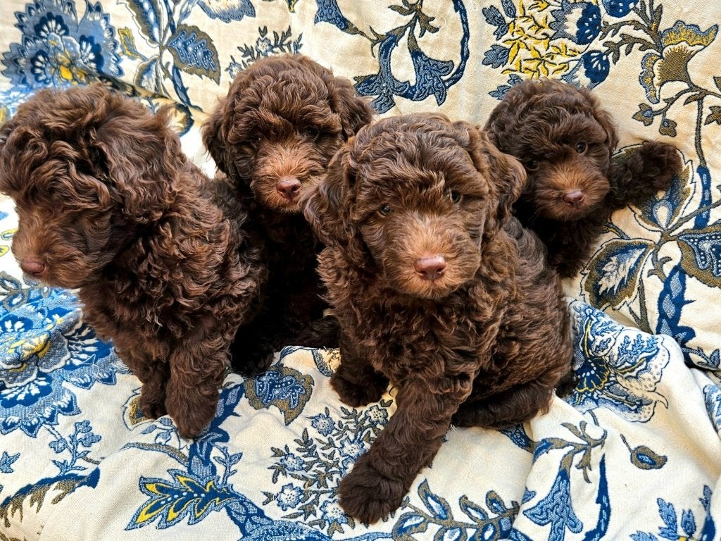 Labradoodle pups, Overige rassen, 8 tot 15 weken, Meerdere, Meerdere dieren