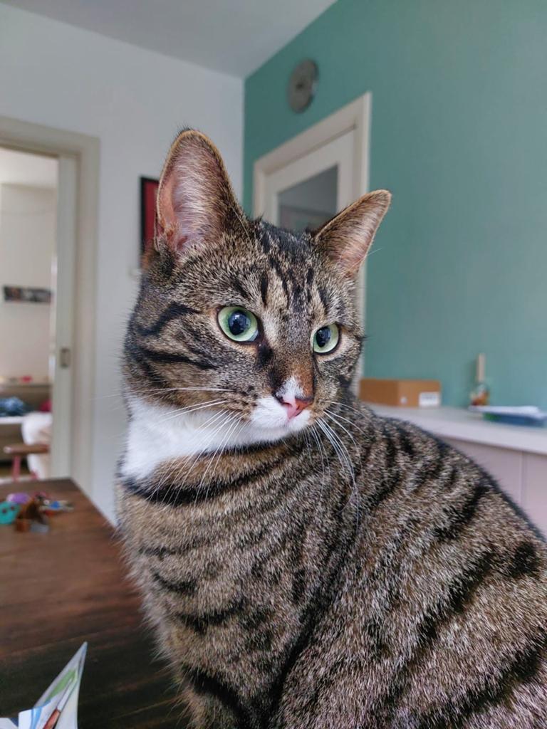 Vermist in Arnhem: onze lieve Simba!