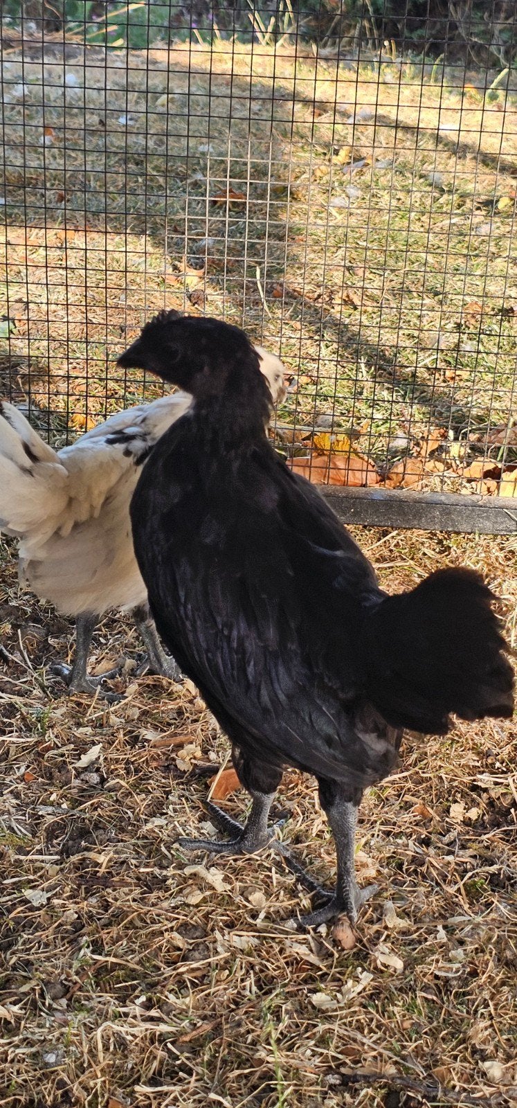 Ayam Cemani haantje.  van 19-6-2026, Mannelijk, Kip