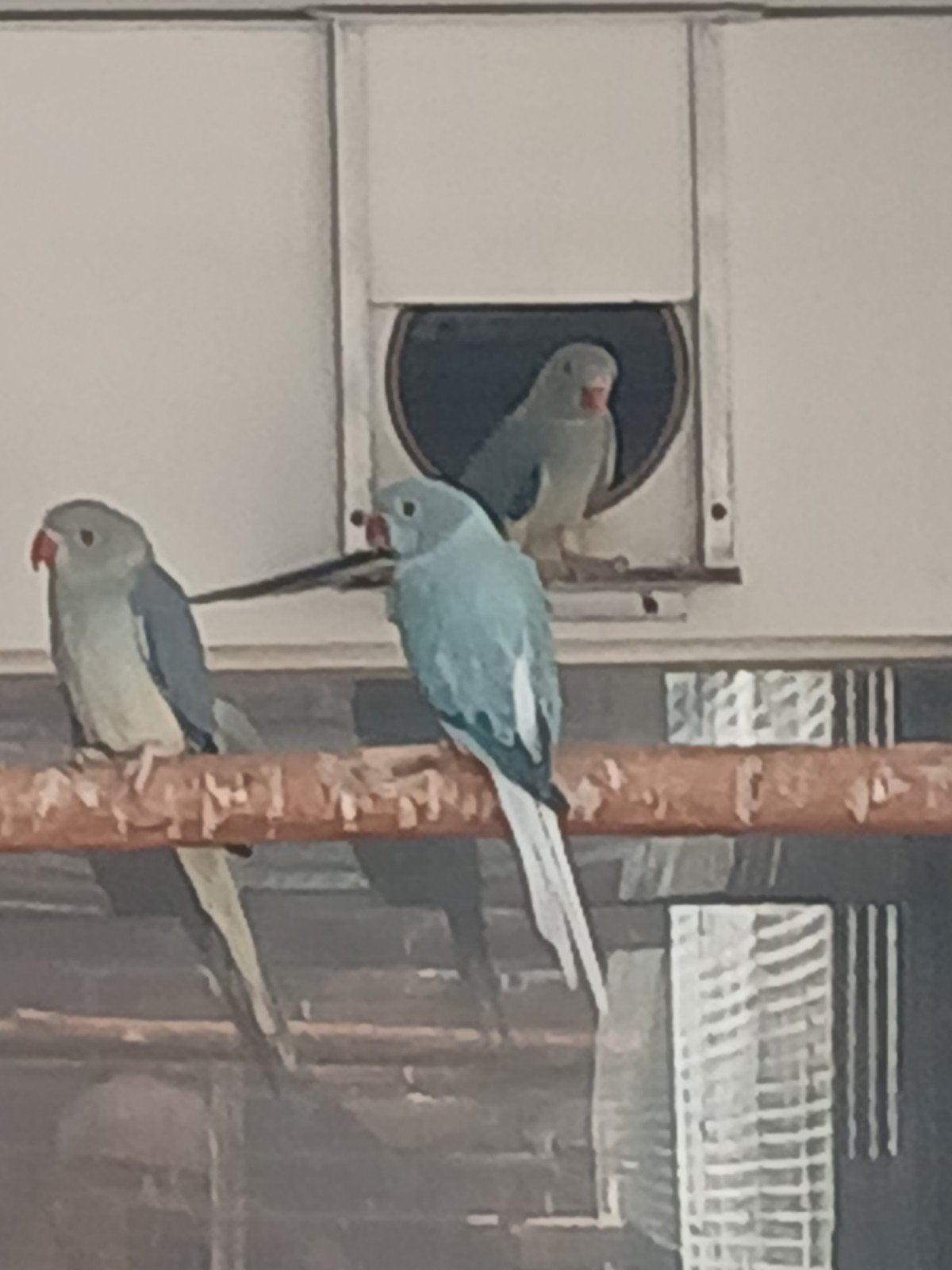 halsbandparkiet blauw opalinebleekstaart, Dieren en Toebehoren, Mannelijk, Parkiet, Geringd