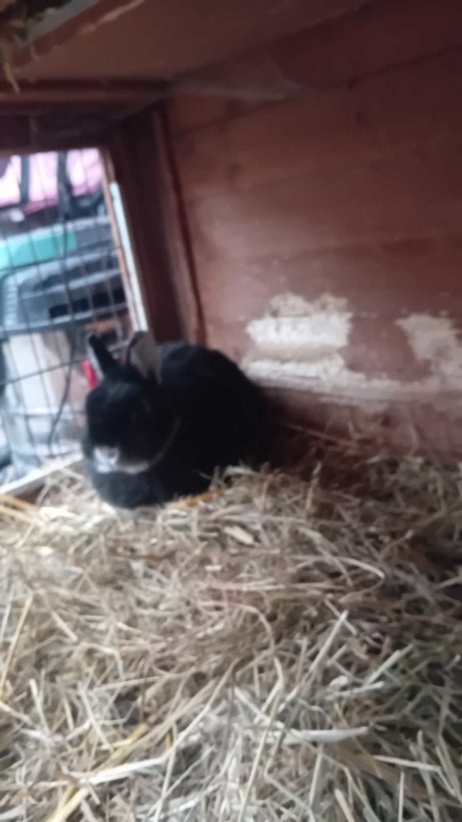 konijnen, Dieren en Toebehoren