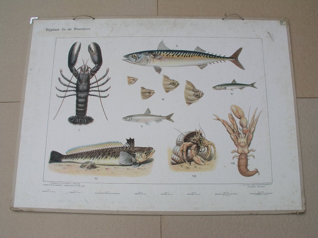 Schoolplaat / Bijplaat de Noordzee en Vogels in den winter, Antiek en Kunst, Antiek | Schoolplaten, Ophalen, Natuur en Biologie