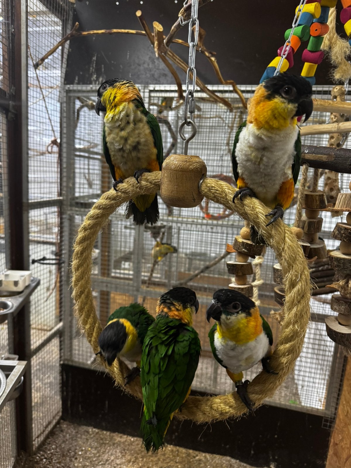 Zwartkop caique, Meerdere dieren, Papegaai, Tam