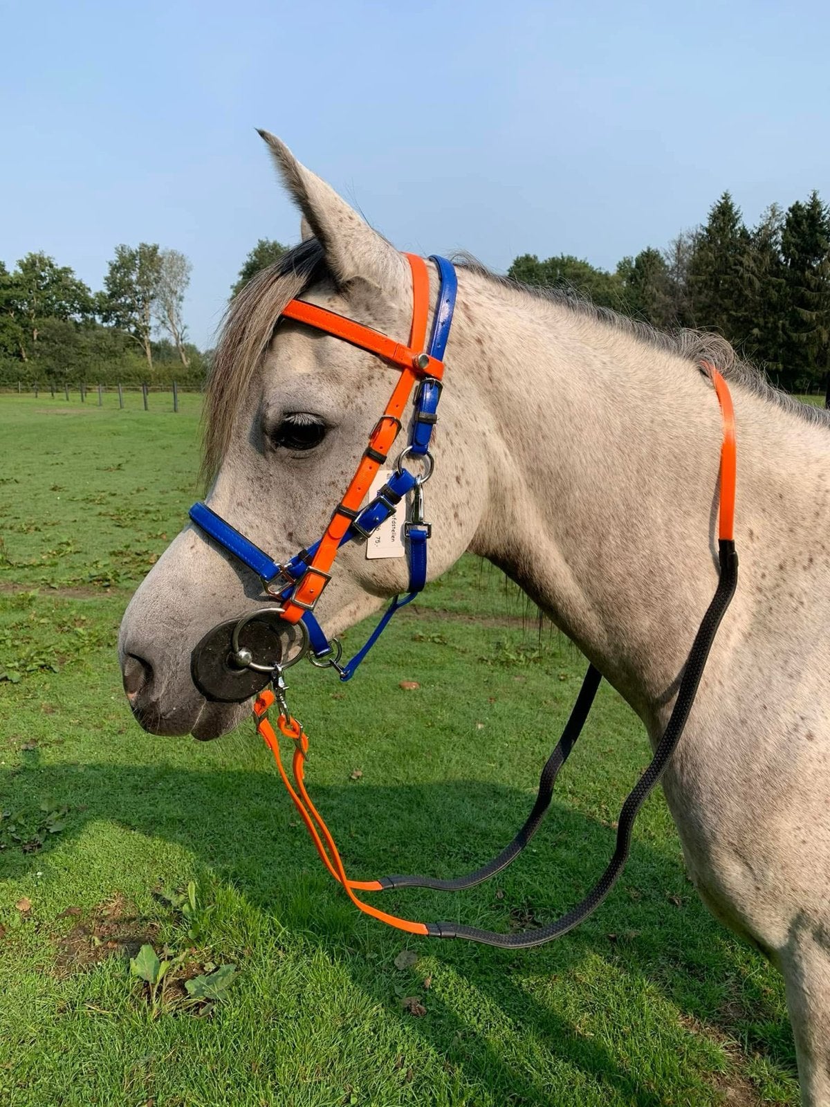 Nieuw biothane endurance hoofdstel, Endurance, Hoofdstel, Nieuw, Blauw