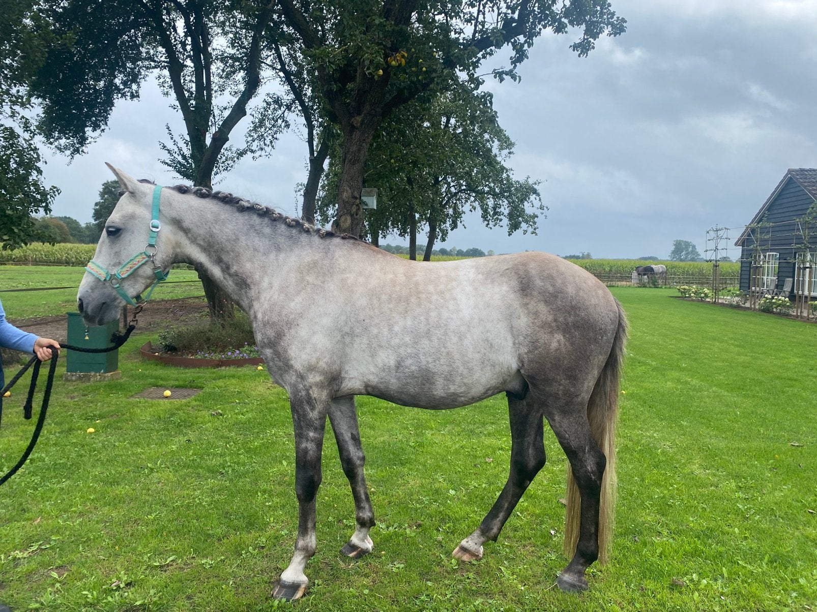 Super leuke E pony tekoop
